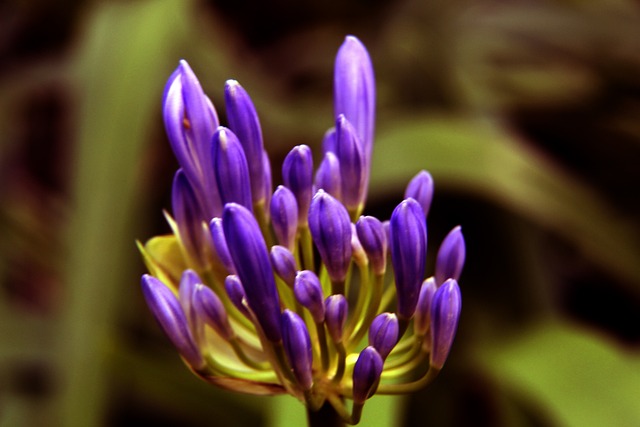 中国队获得自由式滑雪世界杯普莱西德湖站混合团体金牌.